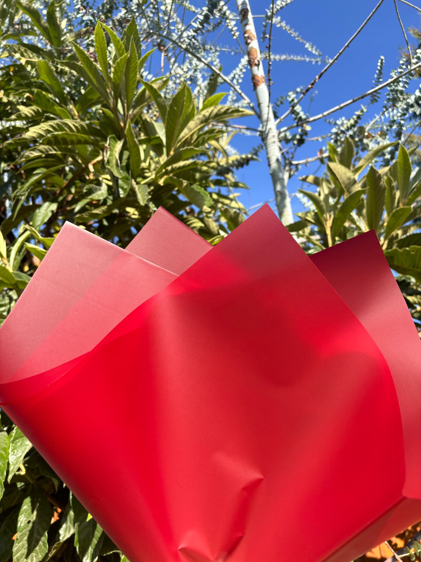 Ruby Red (frosty)