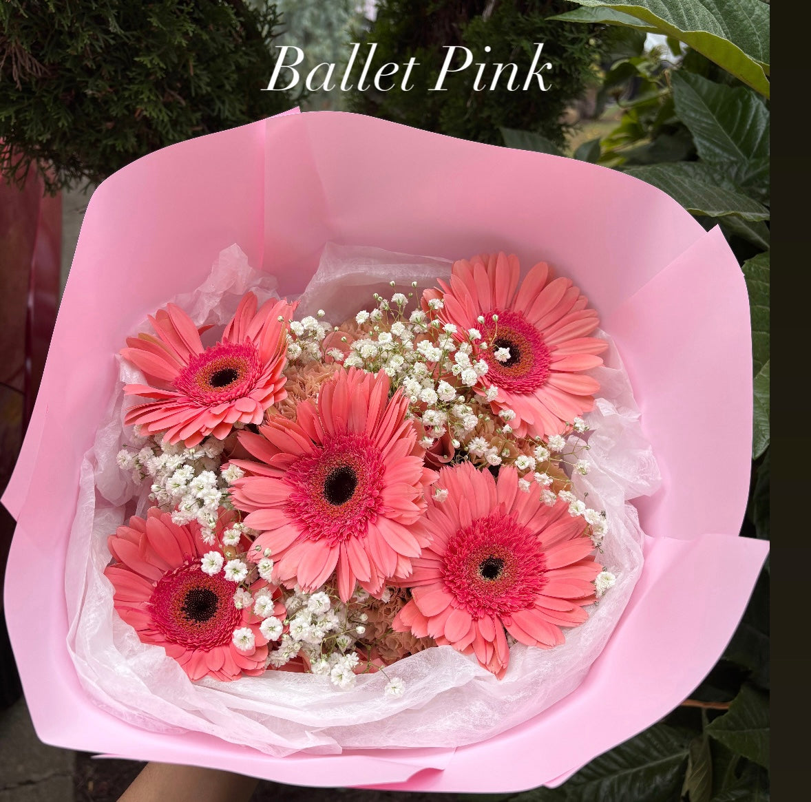 Pink paper (solid paper)