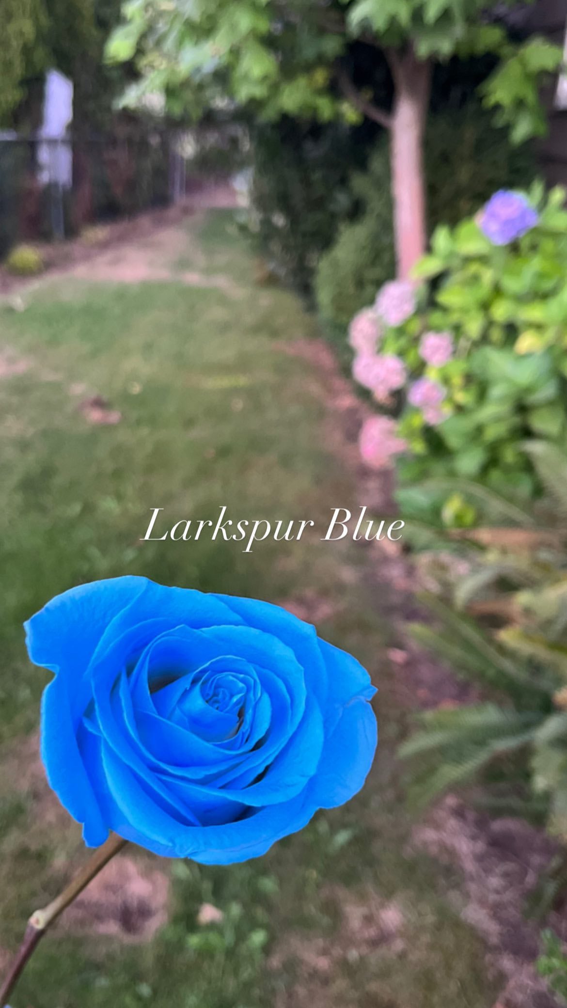 Larkspur Blue spray